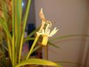 flower.JPG