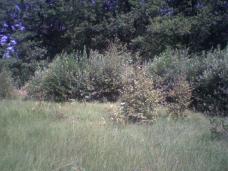 Photo0010.jpg