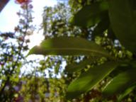 dscf3333b.JPG