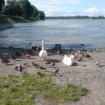 rhein01