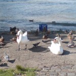 rhein02