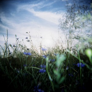 close shot of a summery field with blue flowers