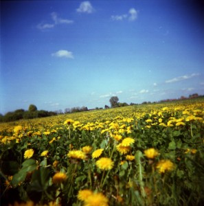 MessdorferFeld voller gelber Blumen (Löwenzahn)