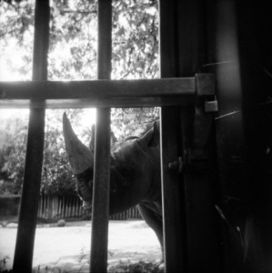 Einsames Nashorn im Kölner Zoo, schwarz/weiß mit Holga